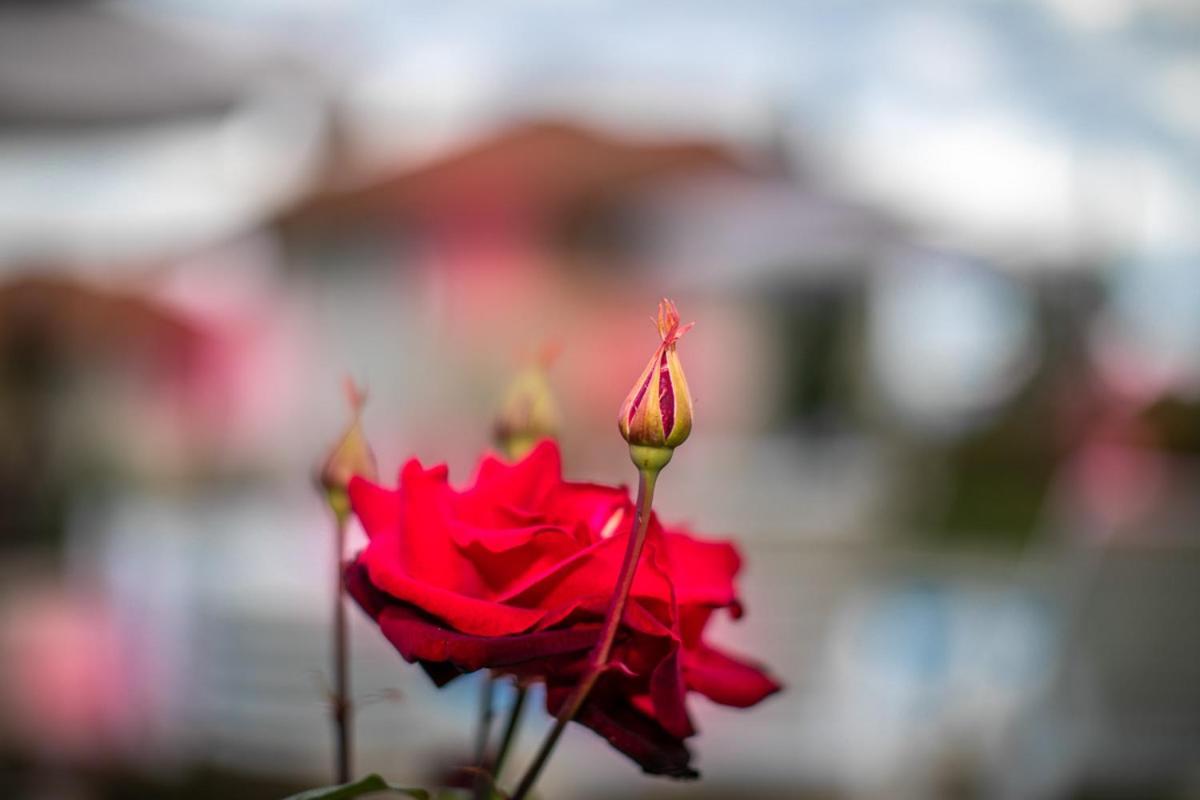 Vila Gardenia Gumoshtnik エクステリア 写真
